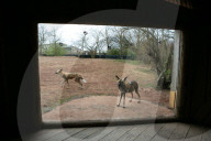 Chester zoo unveils £28m 'Africa' facility - complete with chilly giraffes.