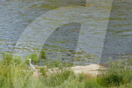 Low Water Level On The River Elbe In Magdeburg As A Result Of Climate Change