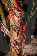 Giant Red Bug Colony Sitting In A Row On Leaves - Macrocheiria Grandis - Animal India