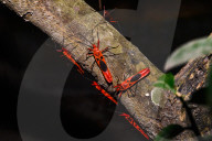 Giant Red Bug Colony Sitting In A Row On Leaves - Macrocheiria Grandis - Animal India