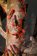 Giant Red Bug Colony Sitting In A Row On Leaves - Macrocheiria Grandis - Animal India