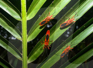 Giant Red Bug Colony Sitting In A Row On Leaves - Macrocheiria Grandis - Animal India