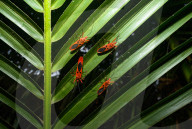 Giant Red Bug Colony Sitting In A Row On Leaves - Macrocheiria Grandis - Animal India