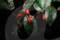 Giant Red Bug Colony Sitting In A Row On Leaves - Macrocheiria Grandis - Animal India