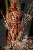 Giant Red Bug Colony Sitting In A Row On Leaves - Macrocheiria Grandis - Animal India