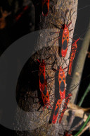 Giant Red Bug Colony Sitting In A Row On Leaves - Macrocheiria Grandis - Animal India