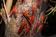 Giant Red Bug Colony Sitting In A Row On Leaves - Macrocheiria Grandis - Animal India