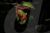 Giant Red Bug Colony Sitting In A Row On Leaves - Macrocheiria Grandis - Animal India