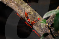 Giant Red Bug Colony Sitting In A Row On Leaves - Macrocheiria Grandis - Animal India