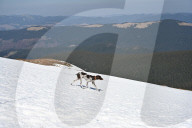 Charity mountain ascent raises money for Ukraine Armed Forces
