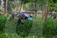 India Economy Tea Garden Worker 