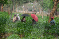 India Economy Tea Garden Worker 