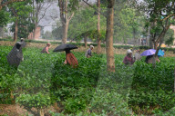 India Economy Tea Garden Worker 