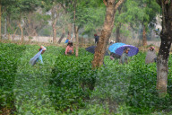 India Economy Tea Garden Worker 