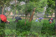 India Economy Tea Garden Worker 