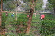 India Economy Tea Garden Worker 