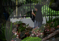 Tourism In The Bogor Botanical Garden Indonesia