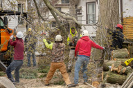 Urban Tree Loss