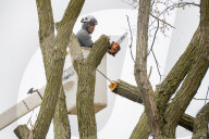 Urban Tree Loss