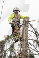 Urban Tree Loss