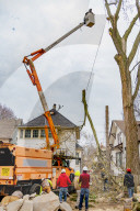 Urban Tree Loss