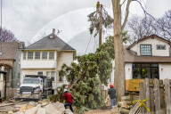 Urban Tree Loss