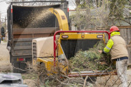 Urban Tree Loss