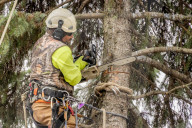 Urban Tree Loss