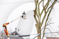 Urban Tree Loss