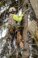 Urban Tree Loss