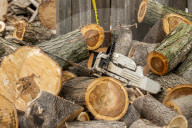 Urban Tree Loss