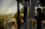 Bogor Zoological Museum In Indonesia