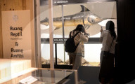 Bogor Zoological Museum In Indonesia