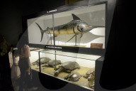 Bogor Zoological Museum In Indonesia