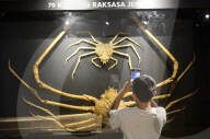 Bogor Zoological Museum In Indonesia