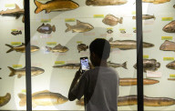Bogor Zoological Museum In Indonesia
