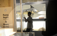 Bogor Zoological Museum In Indonesia