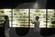 Bogor Zoological Museum In Indonesia