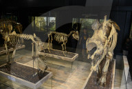 Bogor Zoological Museum In Indonesia