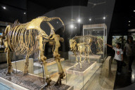Bogor Zoological Museum In Indonesia