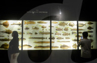 Bogor Zoological Museum In Indonesia