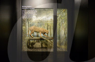 Bogor Zoological Museum In Indonesia