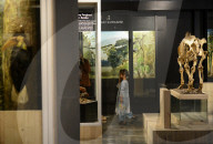 Bogor Zoological Museum In Indonesia