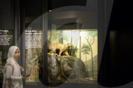 Bogor Zoological Museum In Indonesia