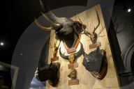 Bogor Zoological Museum In Indonesia