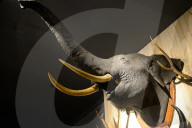 Bogor Zoological Museum In Indonesia