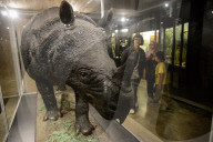 Bogor Zoological Museum In Indonesia