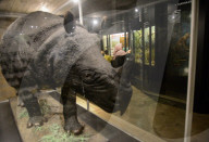 Bogor Zoological Museum In Indonesia