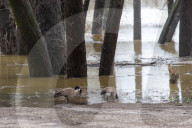 Ohio Valley Flooding