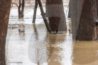 Ohio Valley Flooding